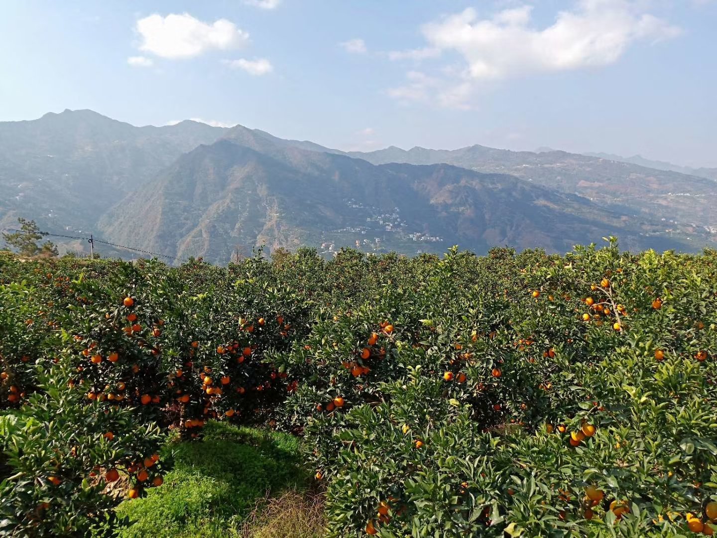 高空俯视视角下的湖北省秭归县屈原镇脐橙种植基地,连片山坡被整齐划一的脐橙树覆盖,果树呈梯田式分布于长江沿岸峡谷地带,背景可见蜿蜒的长江水流与薄雾缭绕的山峦,阳光斜照在果实上形成金色反光,展示出典型的峡江微气候生态种植场景 三峡库区秭归脐橙果园航拍全景