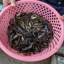 黄骨黄颡鱼苗黄腊丁鱼苗、各类新鱼苗水花大量批发
