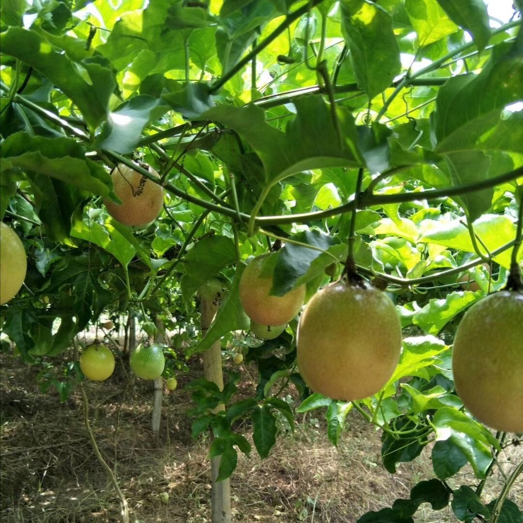 百香果直播带货现场