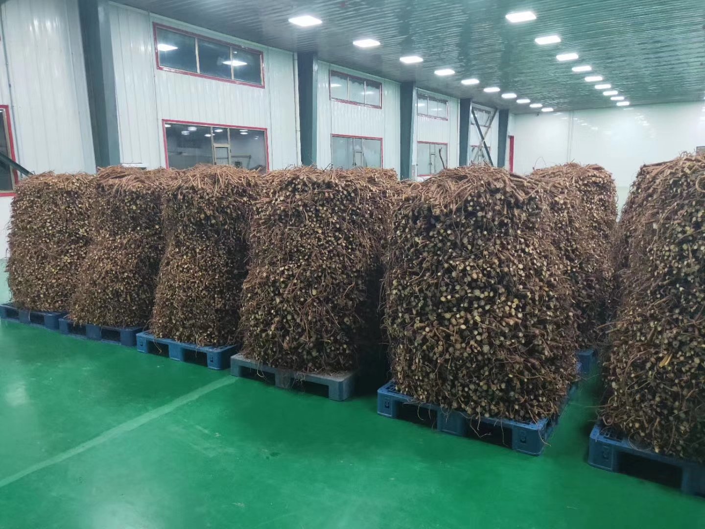 展示木瓜蛋白酶在制药车间和皮革加工厂的应用场景 木瓜蛋白酶在制药与工业中的应用示意图