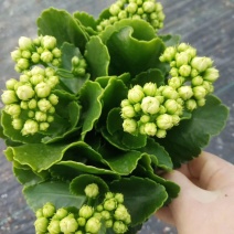 长寿花盆栽基地直发