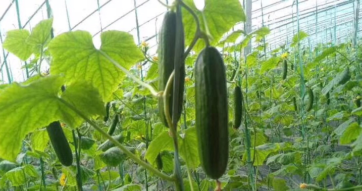 现代化温室中的小黄瓜种植场景