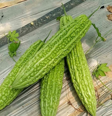 新育成的杂交一代长珍珠苦瓜