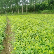 优质麻栎苗栎树苗品种纯规格齐一年苗约十万棵