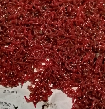 红虫鲜活钓鱼喂鱼必备疫情期间正常出货