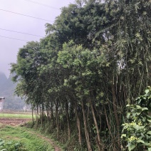 红千层
