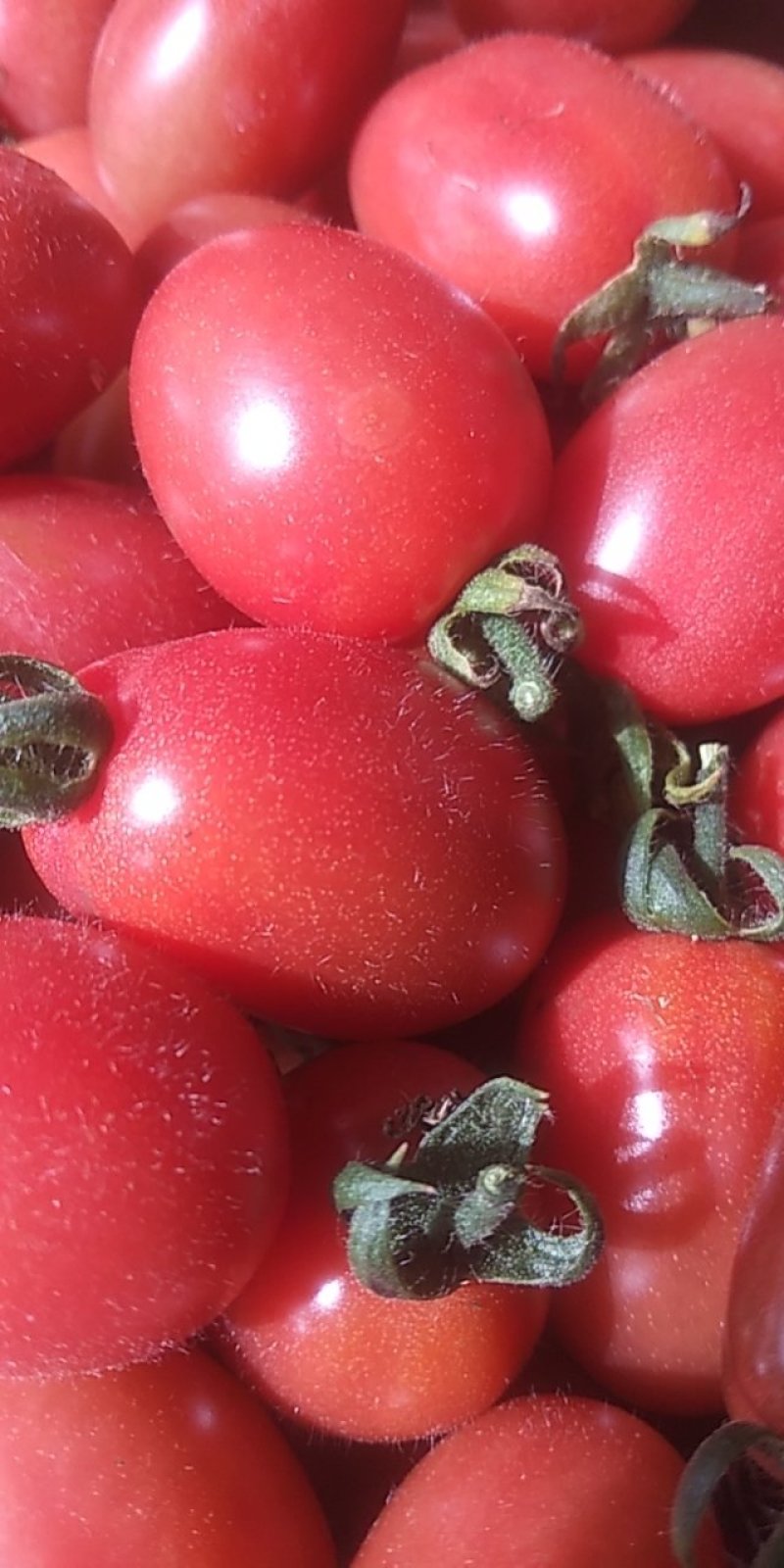 碧娇小柿子,自家种植,需要的亲联系【联系我时,请说是在一亩田上看到