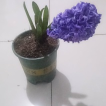 风信子
