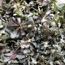 苦碟子，苦菜，小苦菜，苦麻子，东北特产，山野菜