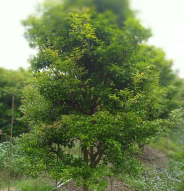 嘉宝果树十年老树九至十一分以上批发零售