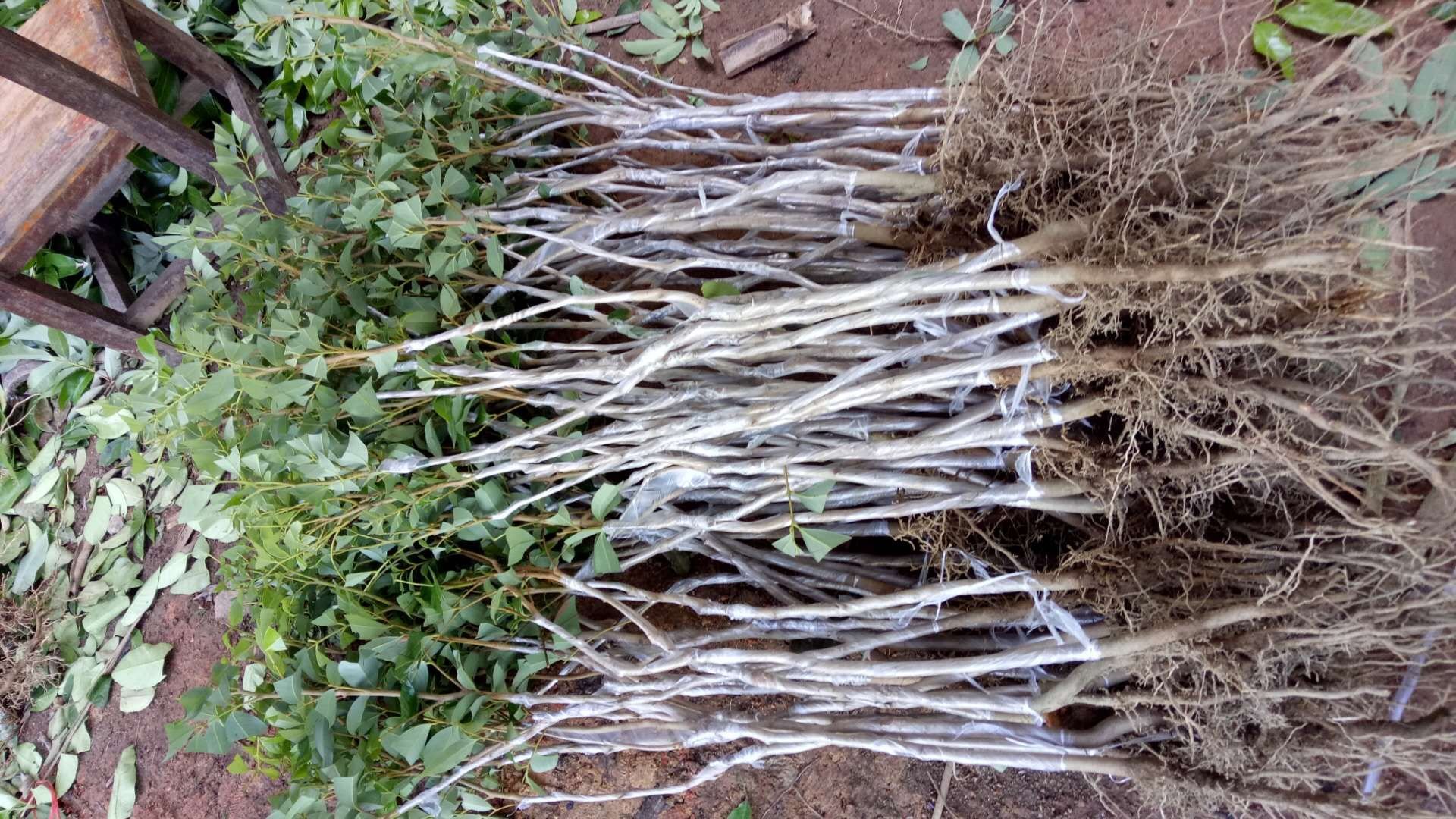 实验室对比实验图：左右并排两组桂味荔枝样本，左侧为常规冷藏（无处理）第4天，果皮出现明显不规则褐斑与萎蔫；右侧为柠檬酸+VC处理+真空冷藏第4天，果皮色泽均匀鲜红，果刺挺立，光泽度高