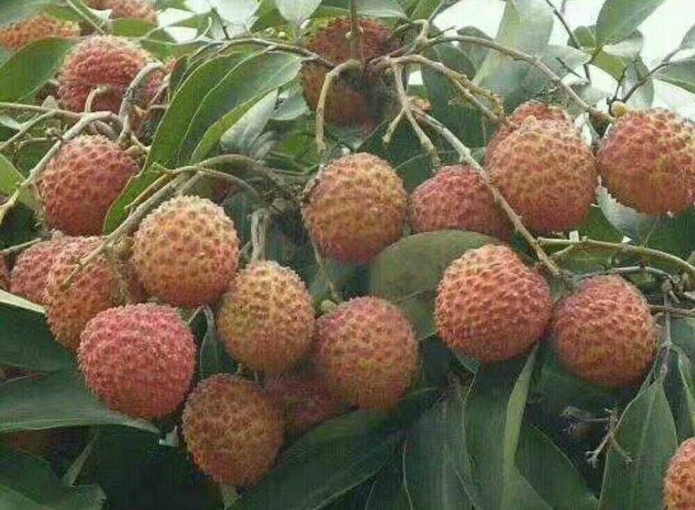 桂味荔枝树与果实特写