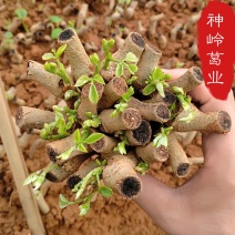 粉葛藤县无渣粉葛苗发芽苗成活率百分90上春种冬收基地代办