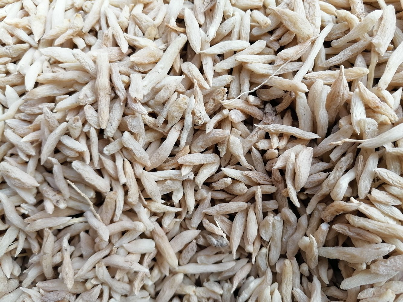 一张高清中药药材对比图,左侧为干燥的淮小麦颗粒,呈椭圆形、淡黄色、表面光滑;中间为浮小麦,颗粒干瘪、轻质,能浮于水面;右侧为常见小麦粉及整粒小麦,背景为传统中药柜和《金匮要略》古籍影印页 药材对比图