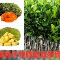 菠萝蜜马来西亚8号，泰5，泰8红肉菠萝蜜种苗，
