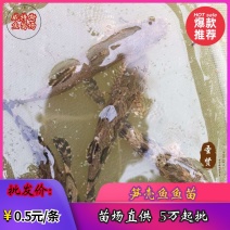 笋壳鱼苗杂交笋壳鱼苗泰国笋壳鱼苗澳洲笋壳鱼苗