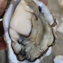 福建漳州鲜牡蛎一口蚝生蚝小包装4-5斤装生蚝高压锅生蚝