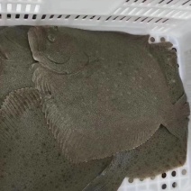 多宝鱼