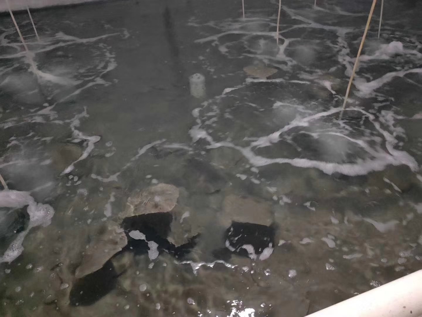 多宝鱼的海水养殖场景