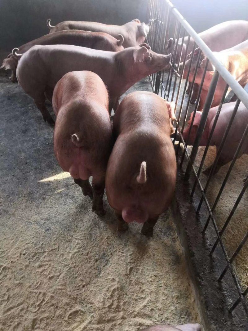 原种太湖母猪苏太母猪杜洛克种公猪长白约克二元种猪30斤活