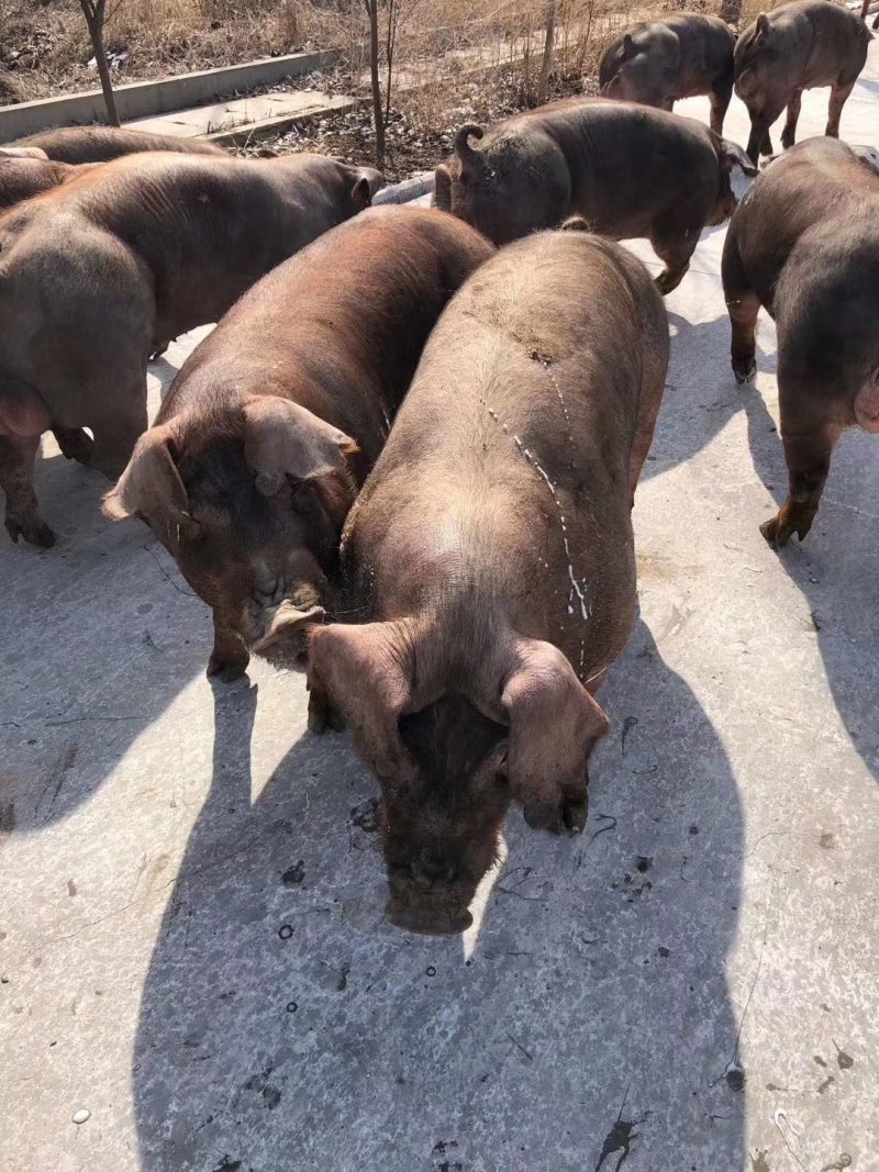 原种太湖母猪苏太母猪杜洛克种公猪长白约克二元种猪30斤活