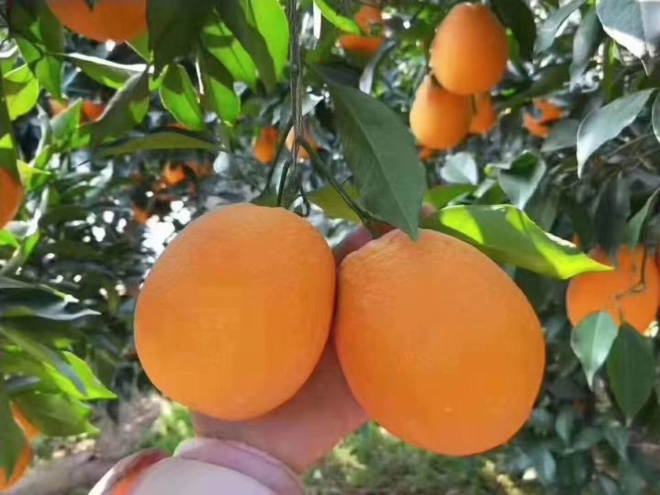 荆门柑桔采摘园