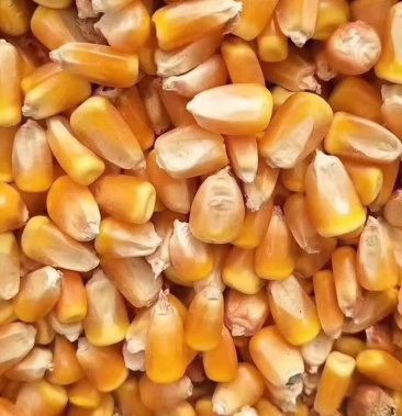 [玉米批发]新玉米,水分15到18价格1.40元/斤 - 一亩田