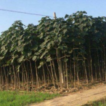 供应9501泡桐苗各种规格均有，另又泡桐根