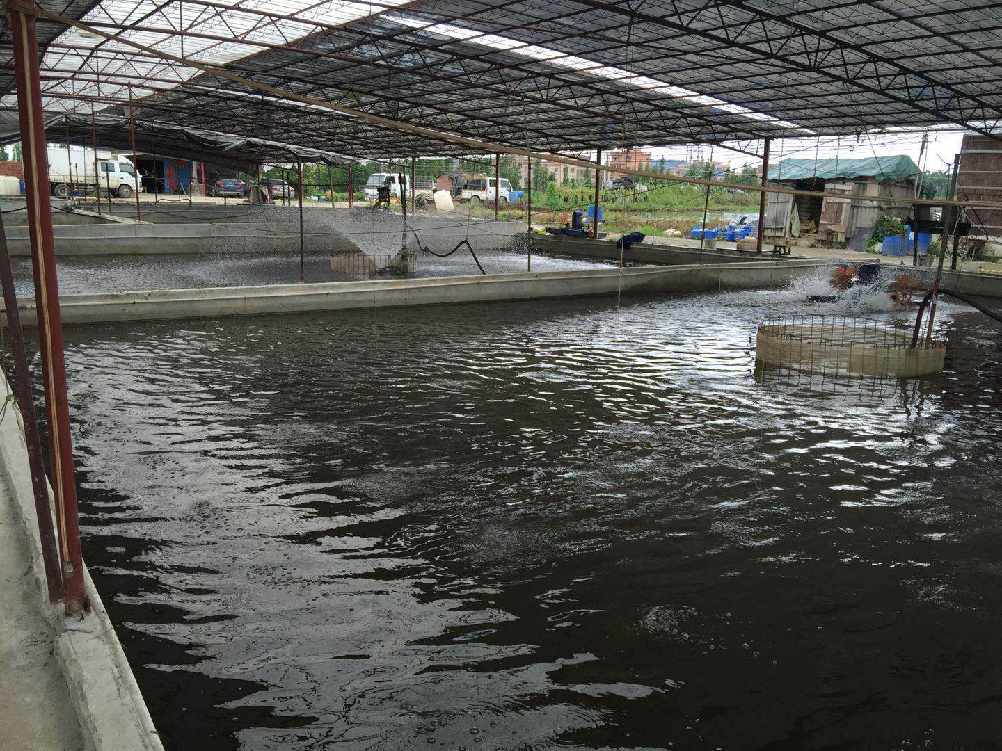 蚕豆粉打窝后鱼群聚集画面