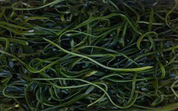 展示干海带与盐渍海带并列摆放的实物对比图,左侧为干海带,右侧为盐渍海带,清晰显示两者颜色、质地差异 干海带与盐渍海带外观对比图