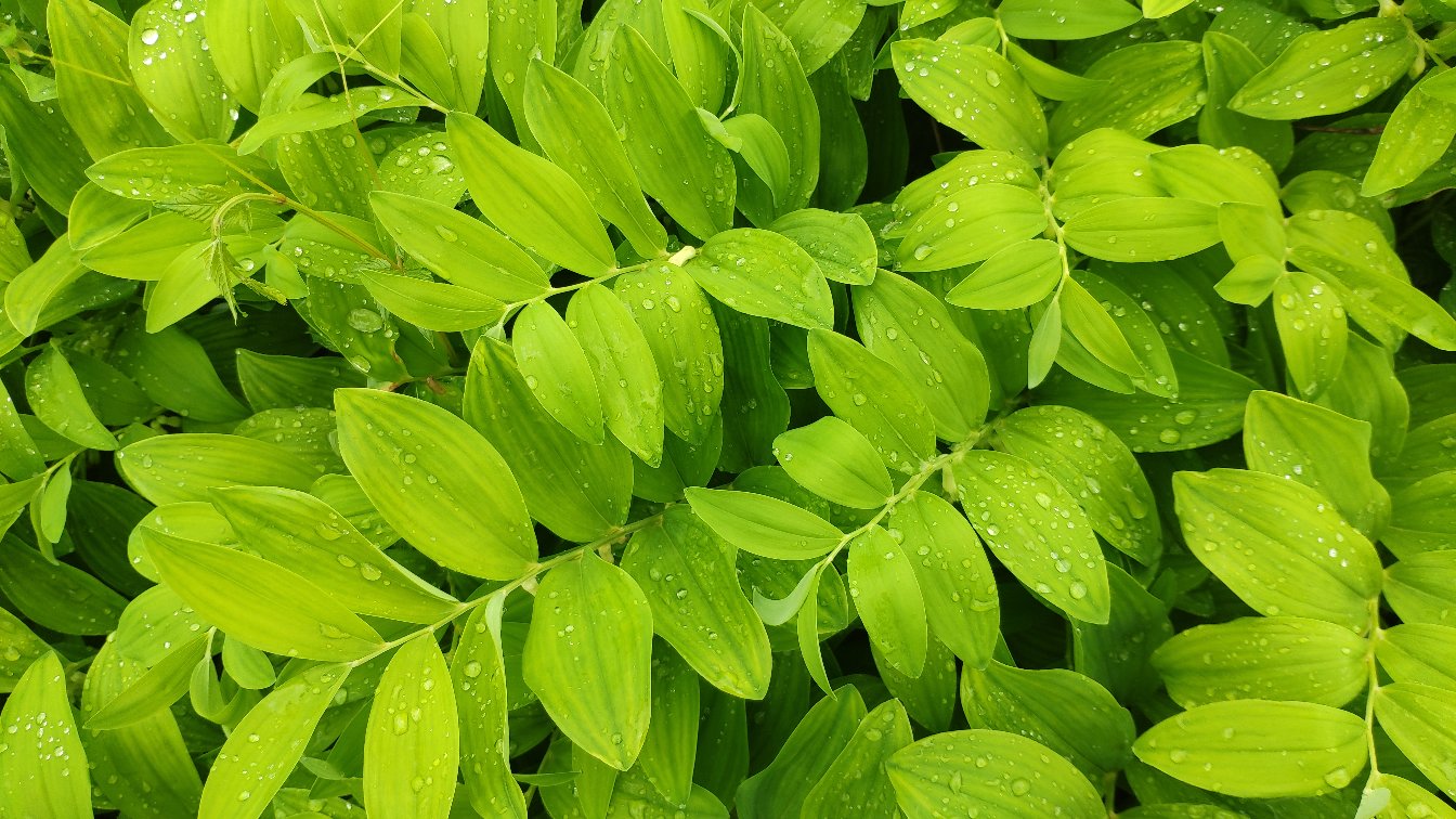 滴水观音叶片特写