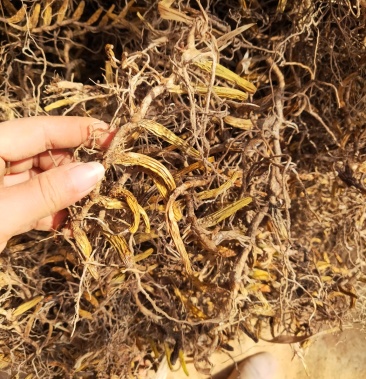 野生石橄榄干 双叶大果干货 生晒干货