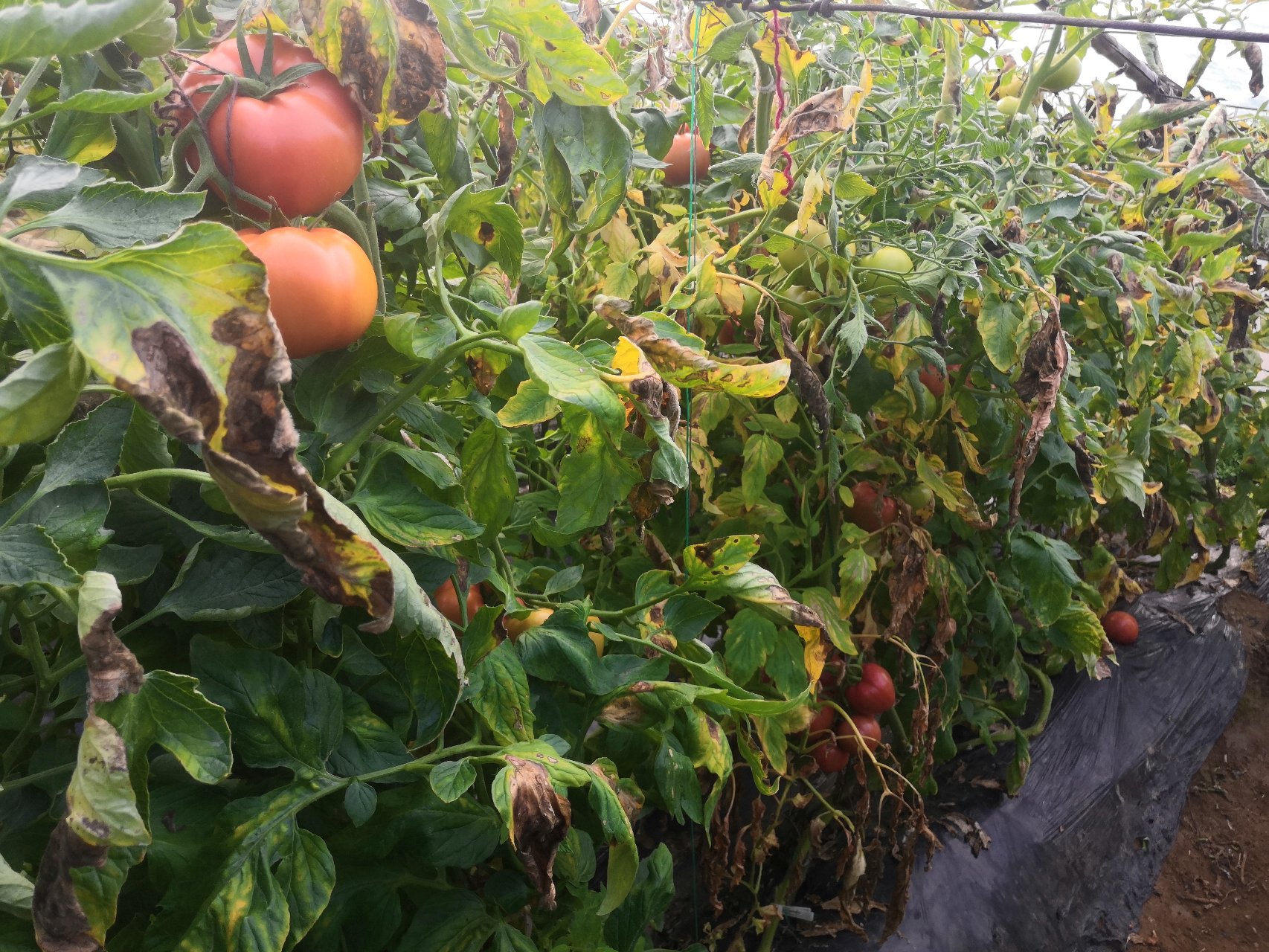 广角实景拍摄:中国北方标准化番茄种植基地内,工人正在双行吊蔓栽培系统中采摘普罗旺斯西红柿;可见果实均匀挂果于钢丝架下,植株长势旺盛,无明显病斑,体现良好田间管理与品种抗性 田间采摘场景:农民弯腰采收架上垂挂的普罗旺斯西红柿,藤蔓健壮叶片浓绿,果实成串分布,红果与半红果交错,背景可见现代化连栋温室骨架