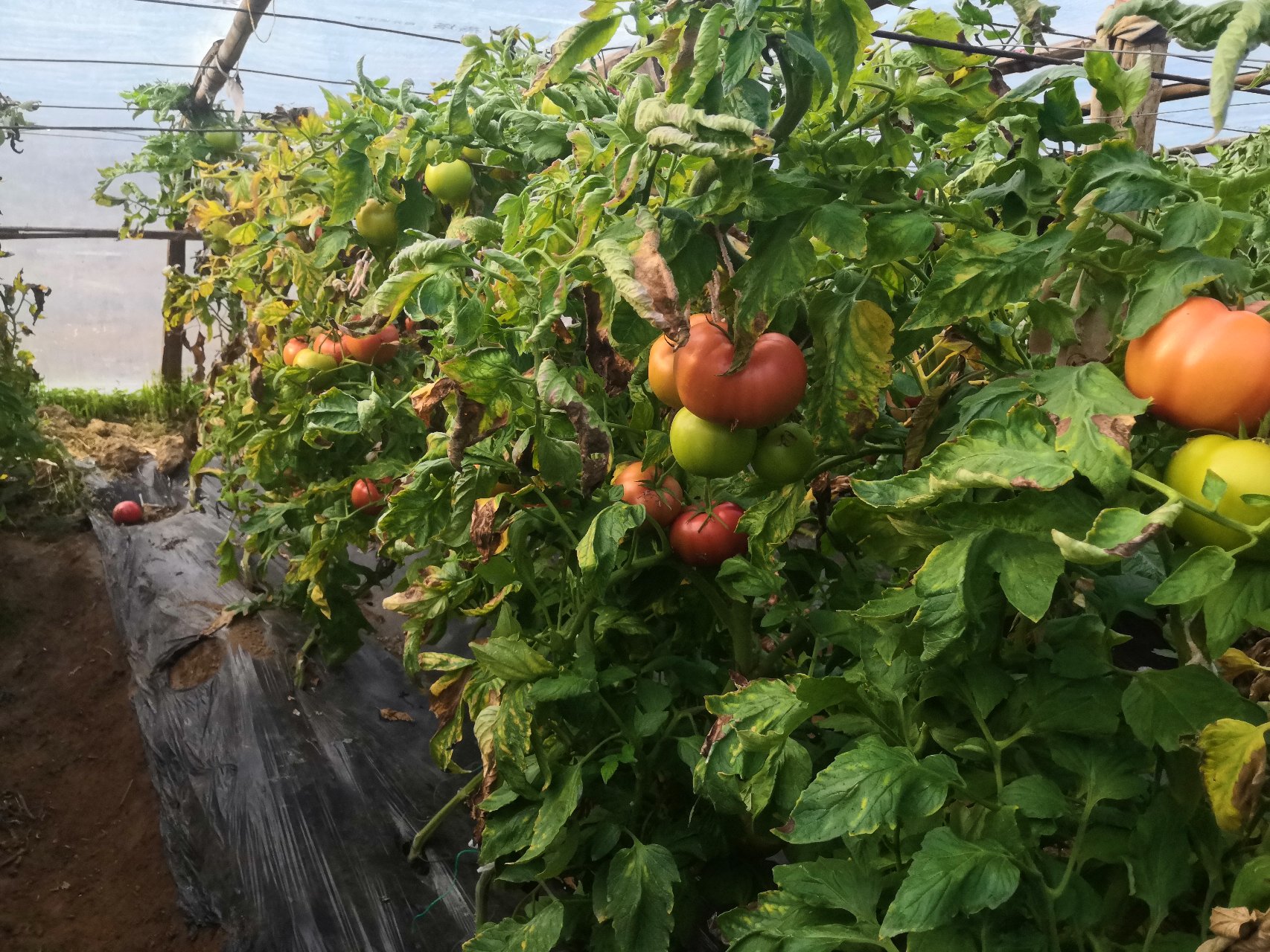 塑料托盘中摆放5个不同成熟阶段的普罗旺斯西红柿:1.青熟期(全绿)、2.转色期(1/4红)、3.半熟期(1/2红黄)、4.适采期(85%红,肩部淡黄)、5.过熟期(全红软化);标尺显示果实直径约5.5cm,背景为露地钢架大棚 普罗旺斯西红柿田间成熟度分级对照图