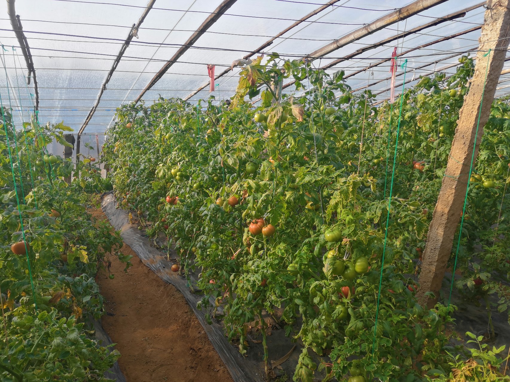 普罗旺斯西红柿植株高大、枝叶繁茂,正处于开花结果阶段 普罗旺斯西红柿植株生长旺盛