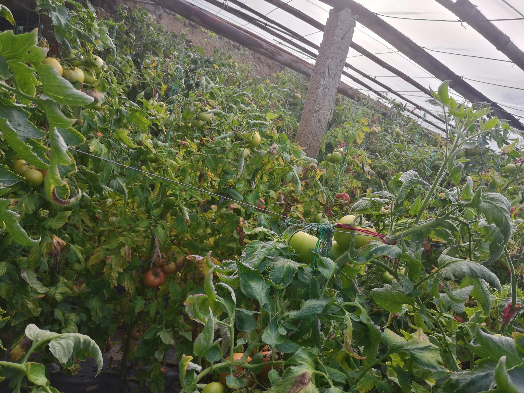 温室中生长的普罗旺斯西红柿植株,叶片深绿羽状分裂,茎秆粗壮;果实呈扁圆形,果皮光滑带有浅绿色果肩,成熟后转为均匀粉红色至浅红色,单果重约180-220克,表面有明显蜡质光泽 普罗旺斯西红柿植株与果实特写