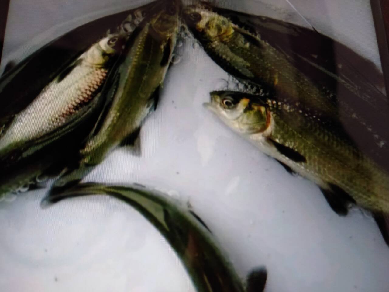 高清信息图:横向对比四种常见食用鱼的四大关键营养/风险指标,含误差线与国标限值红线,背景为蓝色海洋渐变,数据来源标注CFSA 2023与GB 2762-2022 带鱼营养成分对比图:与三文鱼、鲈鱼、鲫鱼并列柱状图,标注EPA+DHA、汞含量、嘌呤、维生素D数值