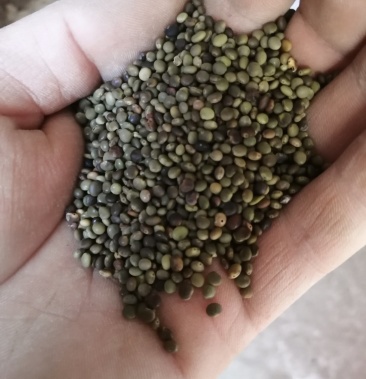 优质红皮甘草种子乌拉儿红皮