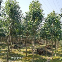 大叶女贞高杆女贞四季常青行道树苗圃大量供应大小规格