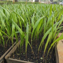 大王椰子树苗园林绿化行道树棕榈科植物广州苗圃批发