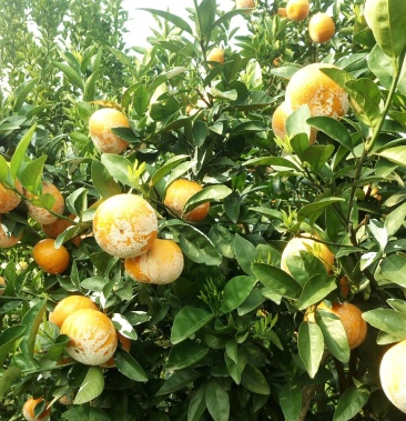 二千亩荿谷柑马水桔期待客商