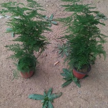 文竹盆栽基地直发