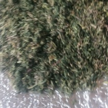 野生蒲公英茶