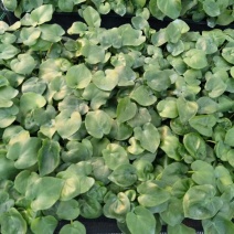 春羽种苗广州苗圃直供花卉绿植量大从优