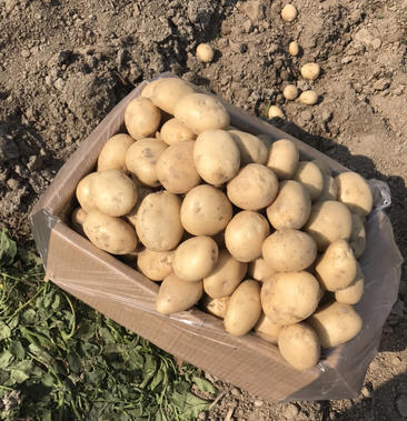云南精品土豆 丽薯6号土豆 产地直供一手货源支持线上交易