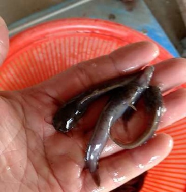 [胡子鲶苗批发]优质塘角鱼苗,土滑哥大量供应,欢迎新老客户来电订购!