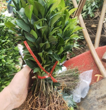 优质红橘苗 红橘实生苗 红桔苗10-30高 ,包邮.包邮