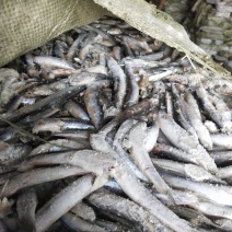 螃蟹饲料海捕船冻新货品种等级齐全