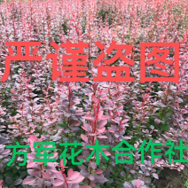 红叶小壁规格齐全基地直供全部现挖现卖量大提供发票