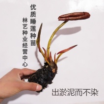 大睡莲根块池塘睡莲花水培植物四季莲花盆栽水养花卉荷花睡莲